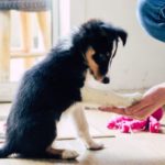 border collie puppy practicing tricks