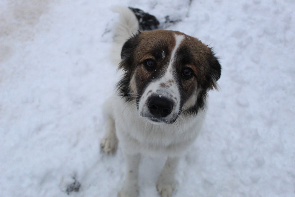 border collie pyrenees puppy in snow