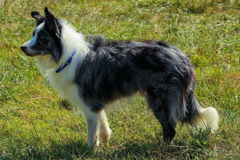 border collie standing on grass