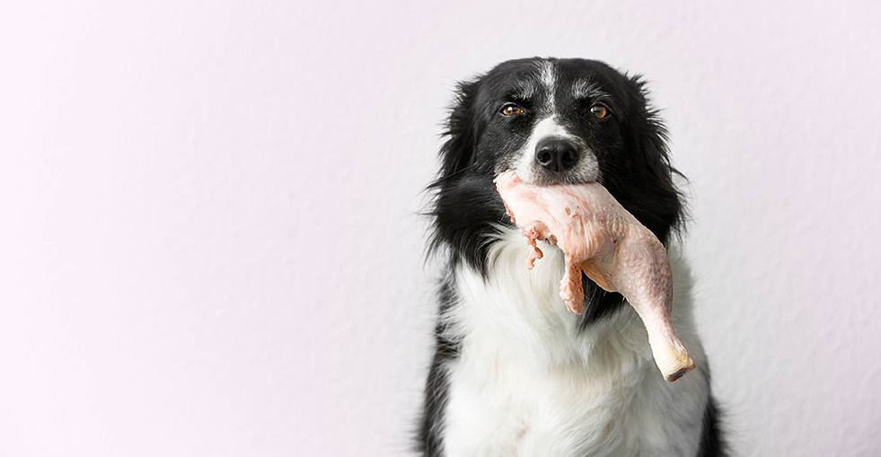 border collie with raw chicken