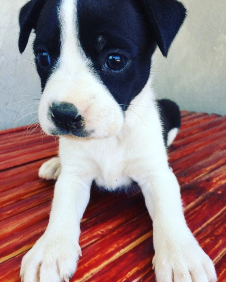 boston lab puppy