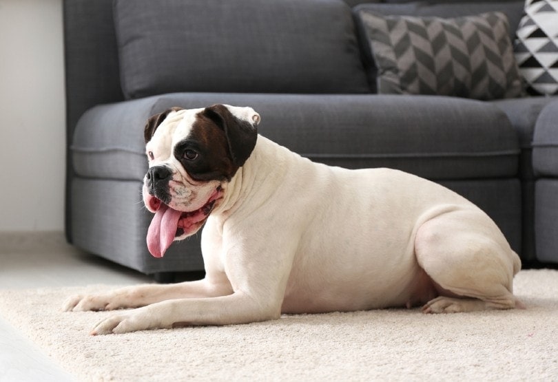 boxer dog lying on carpeted floor at home