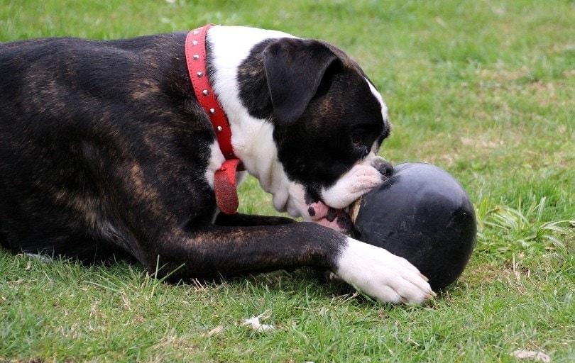 boxer playing a ball