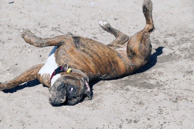boxer playing on sand