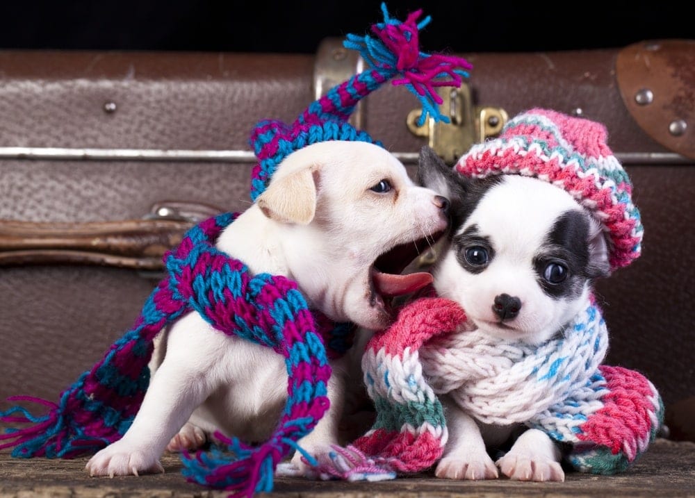 boy-and-girl-pups-in-costumes