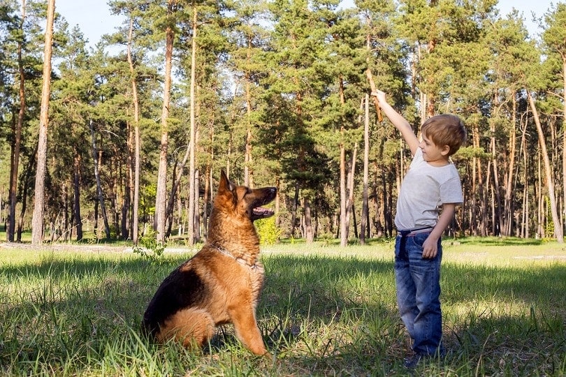 boy relaxing and walking with German Shepherd