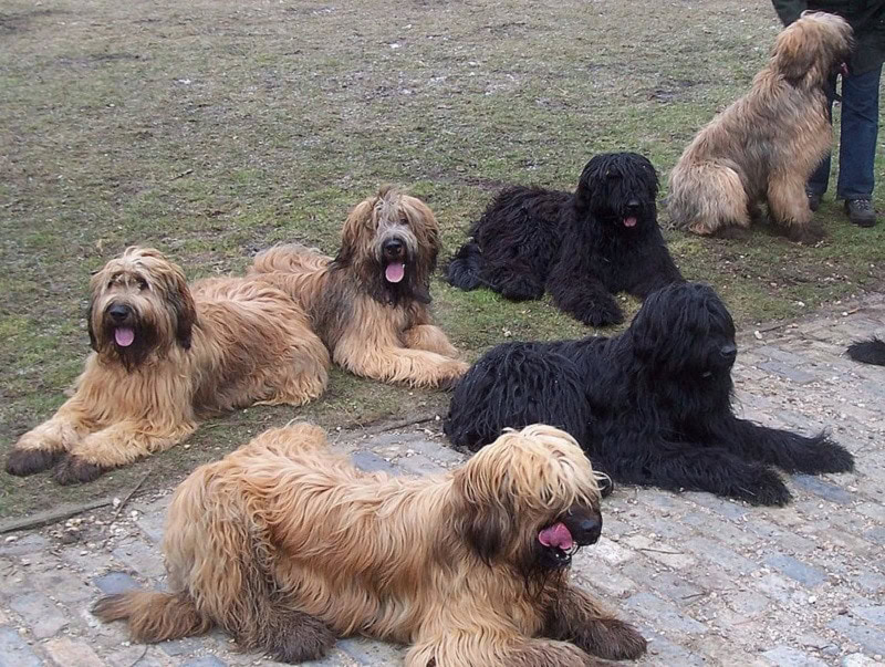 briard dogs in park