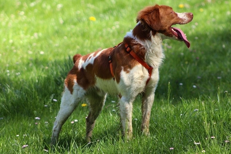 brittany dog with mouth open standing on grass