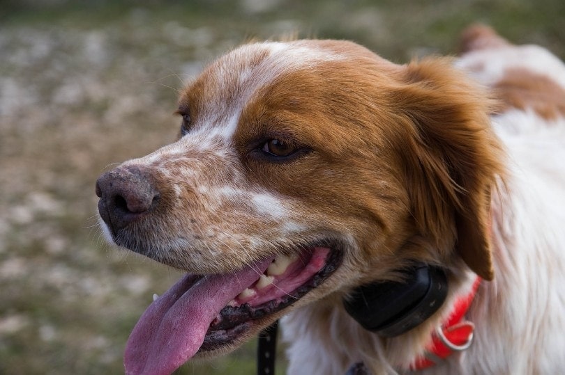 brittany dog with tongue out