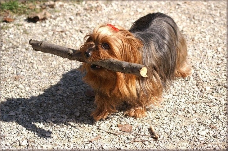 brown maltese