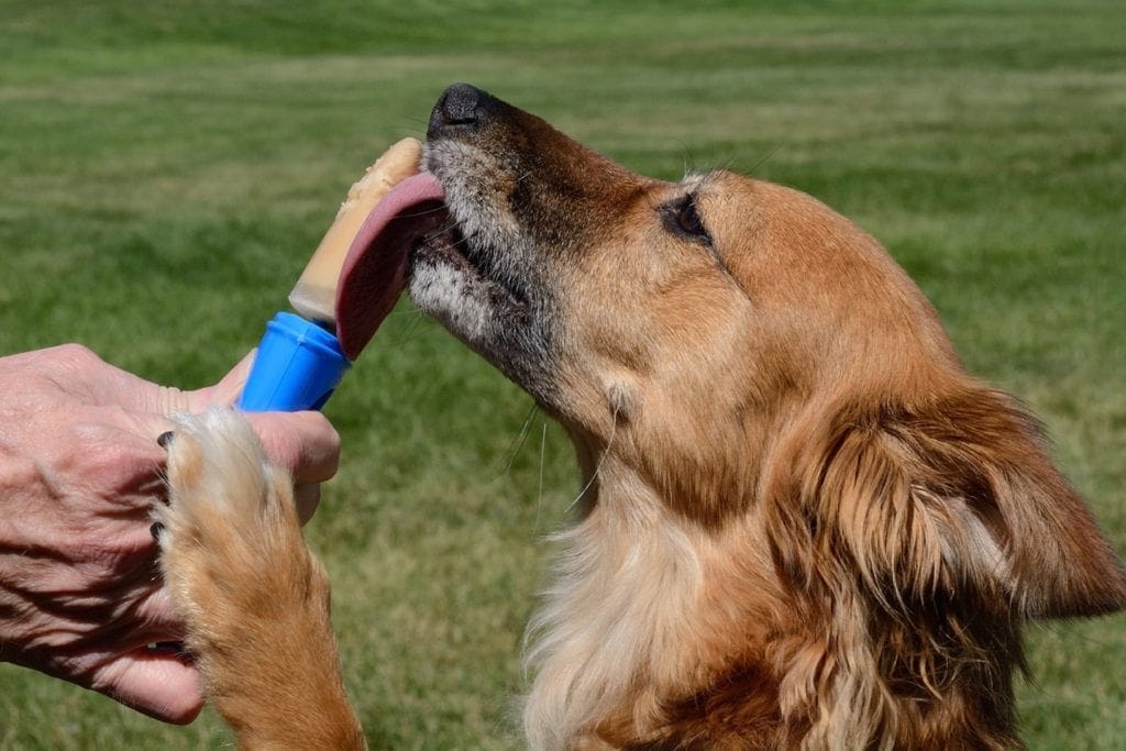 brown dog eating peanut butter