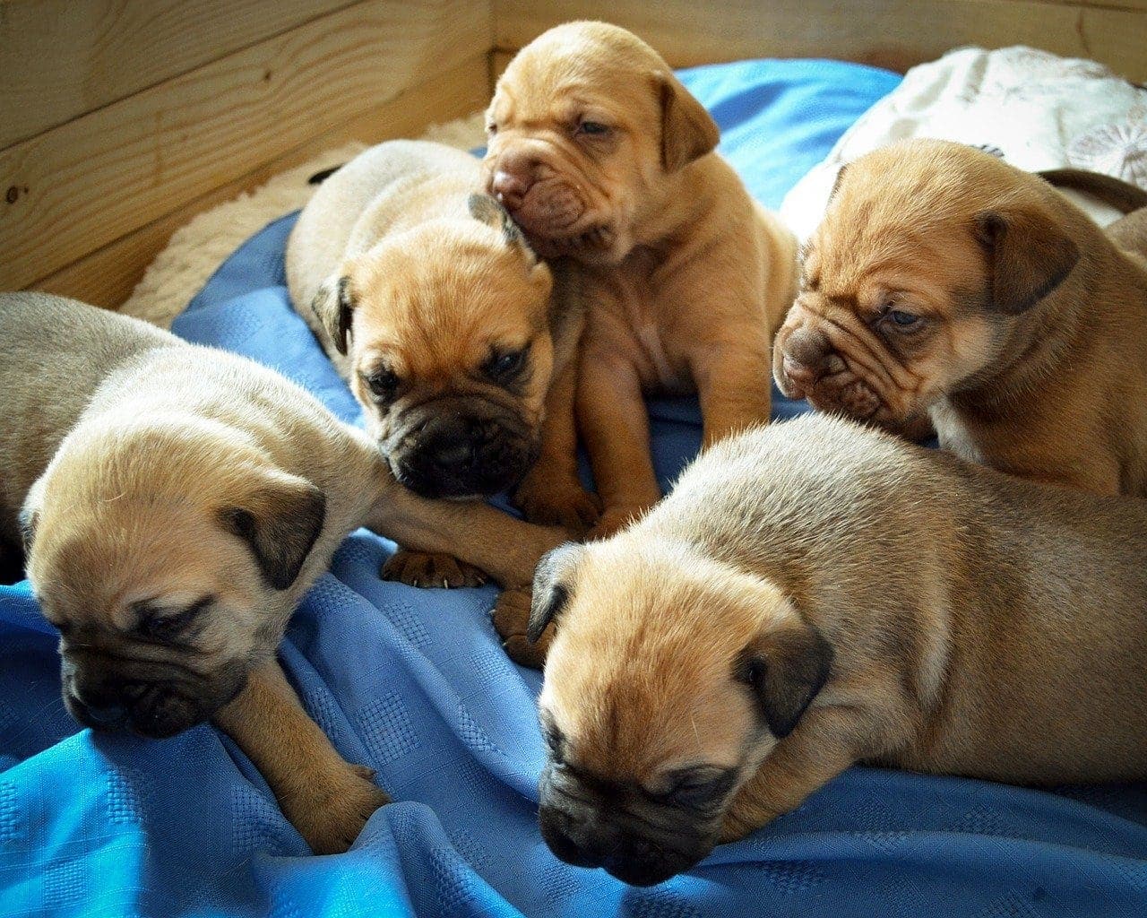 brown puppies