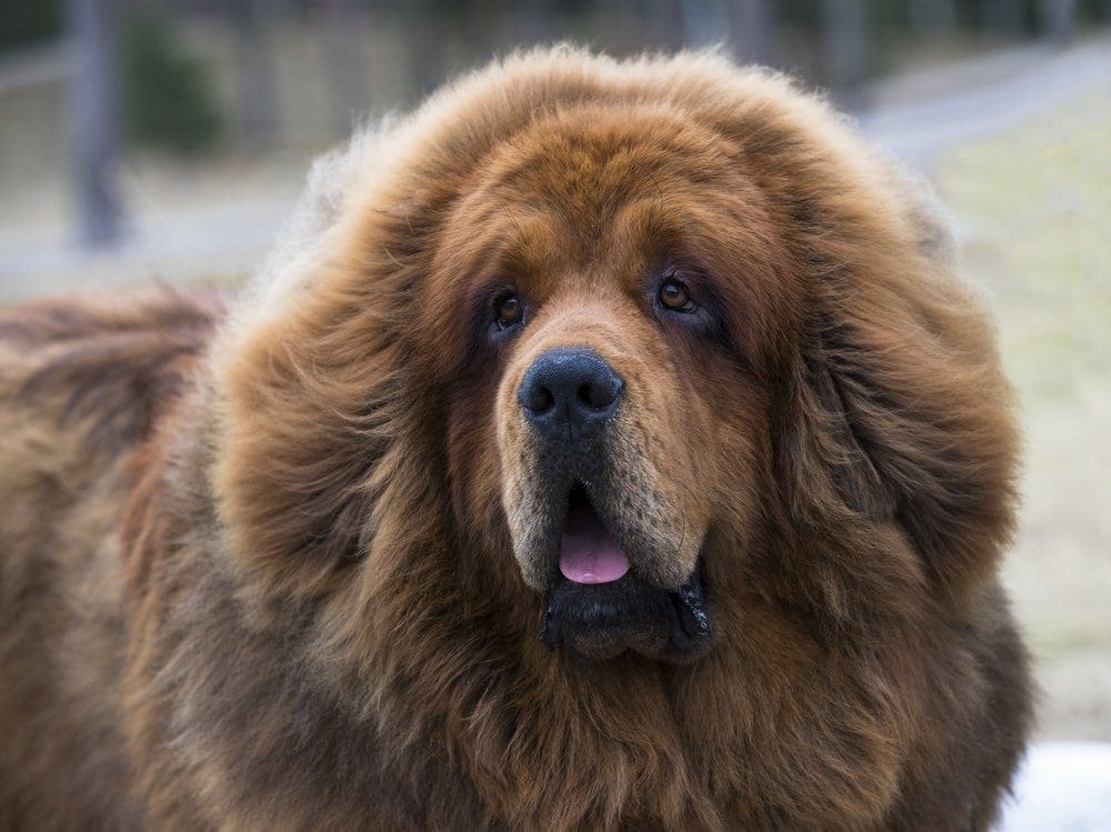 brown tibetan mastiff