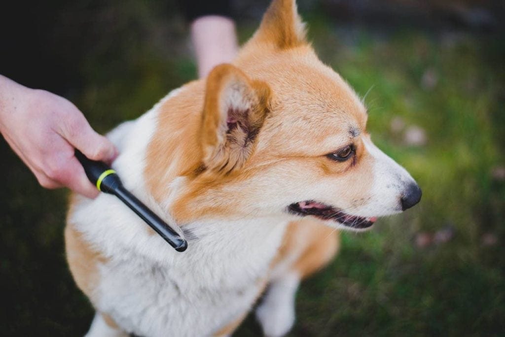 brushing a corgi
