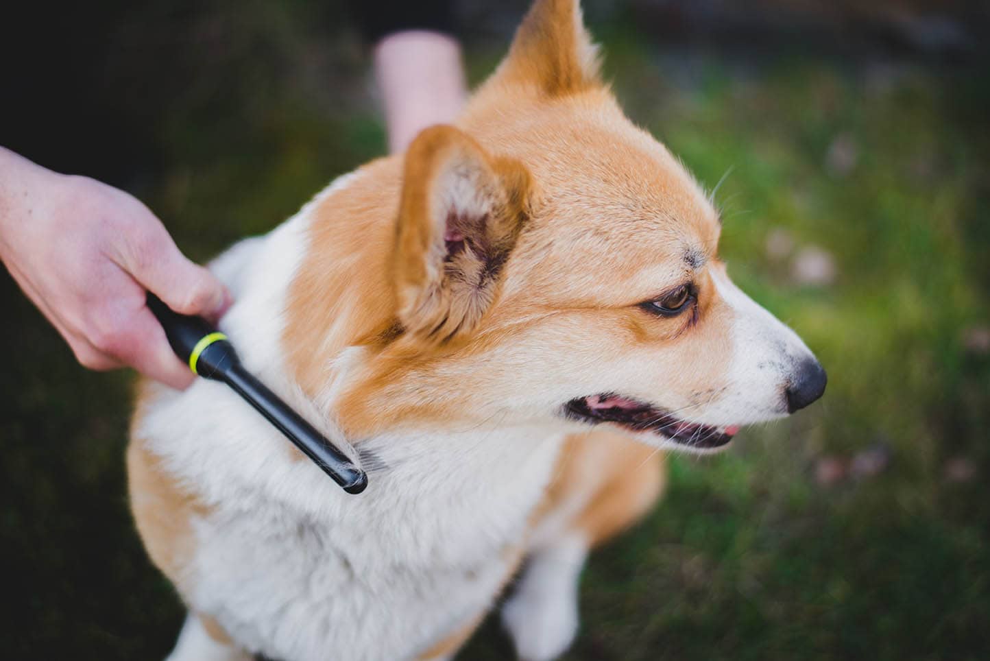 brushing a corgi