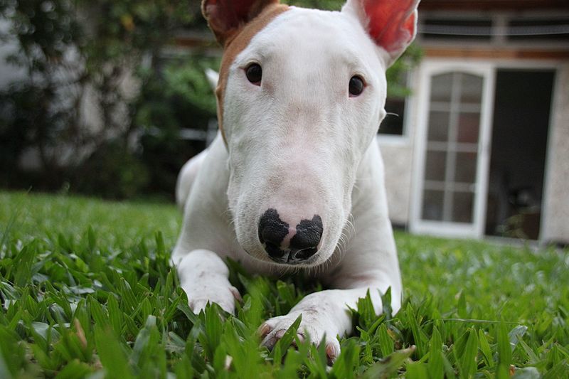 bull terrier