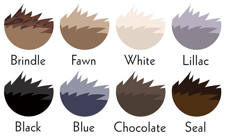 english bulldog colors