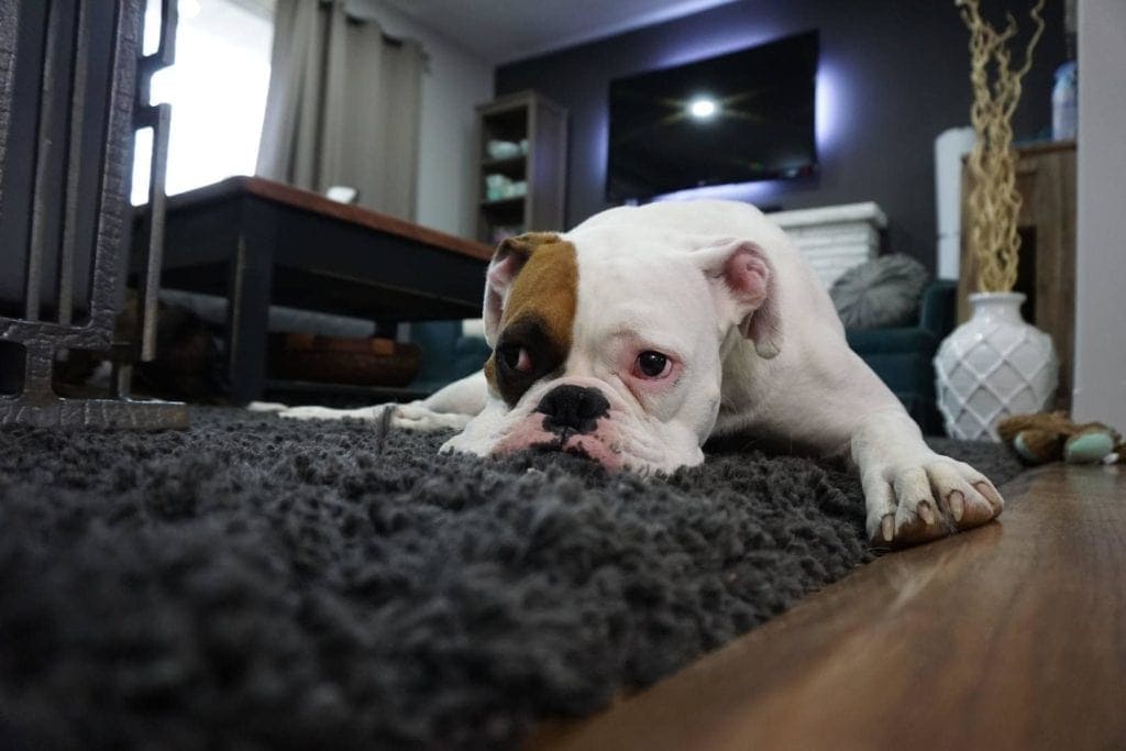 bulldog inside the house