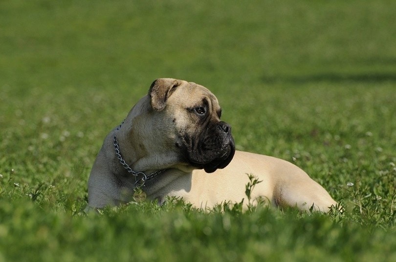 Staffy Bull Bullmastiff Dog Breed