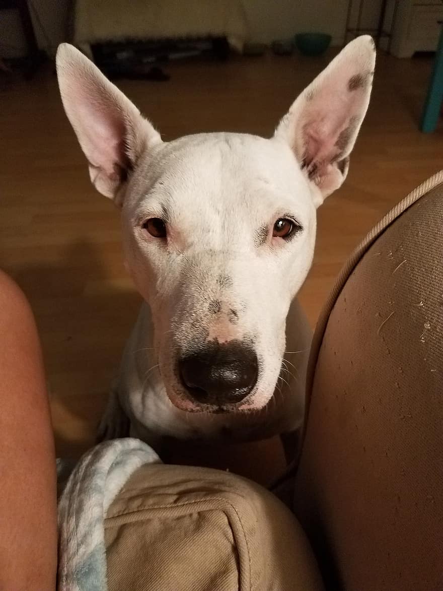 bully jack terrier dog breed