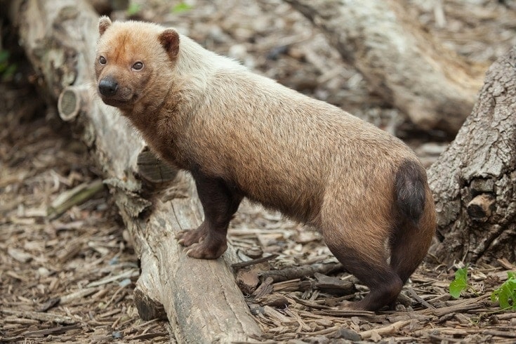 bush dog