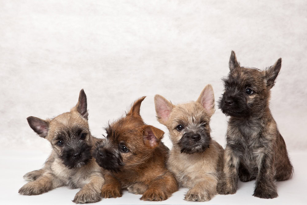 cairn terrier puppies
