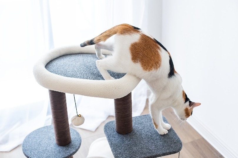 calico cat on cat tree