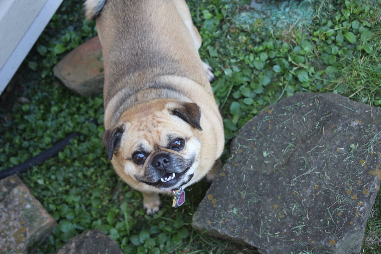 chug - chihuahua pug mix