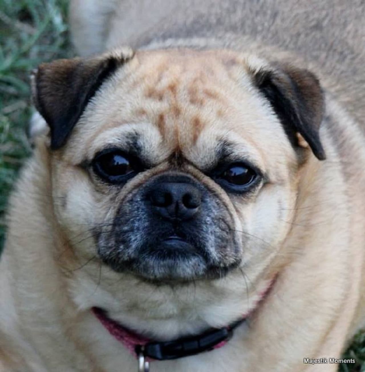 chug close up photo