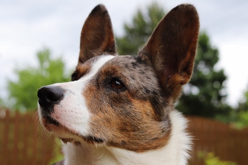 cardigan welsh corgi face
