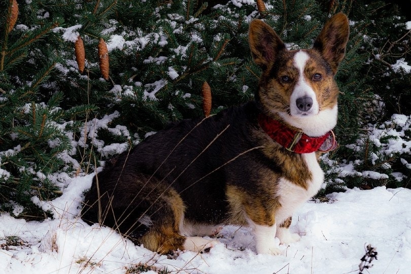 cardigan welsh corgi on snow