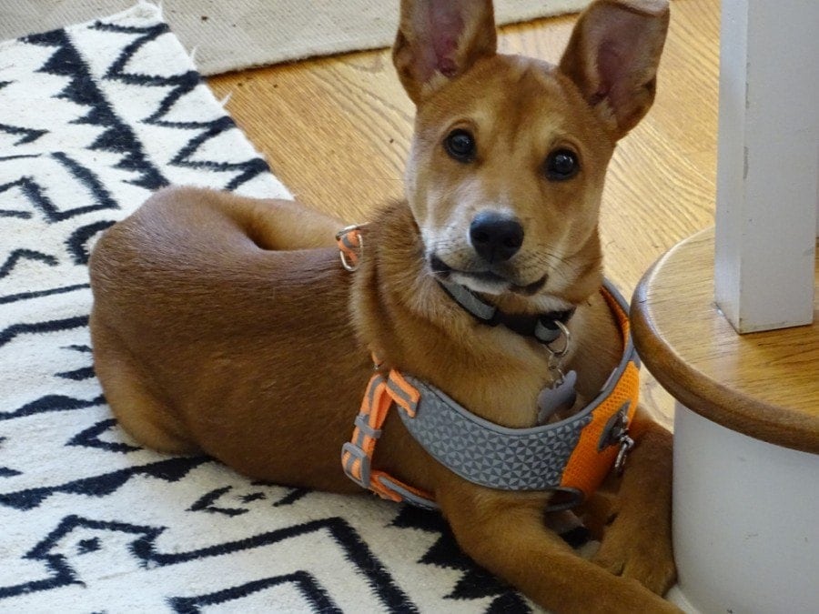 carolina puppy