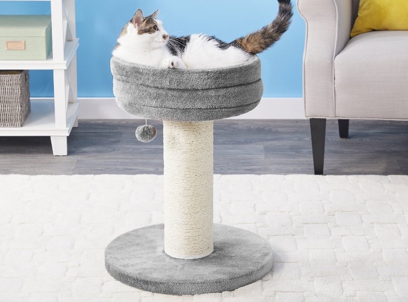 cat being cozy on top of cat tree at home