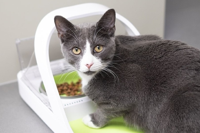 cat eating from green automatic cat feeder
