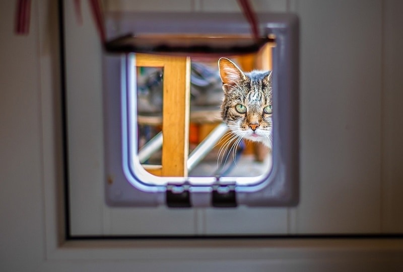 cat flap