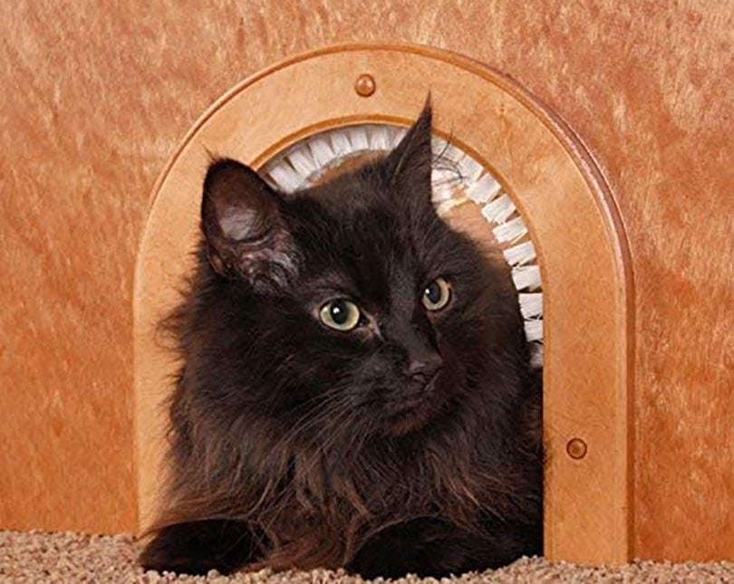 cat in a cat door with brush