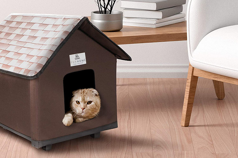 cat in a heated cat house