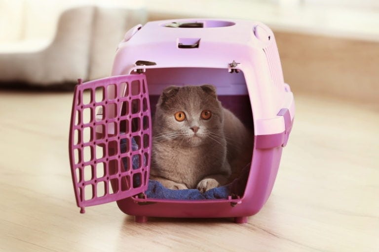 How Much Does It Cost to Ship a Cat? 2026 Price Update | Hepper Pet ...