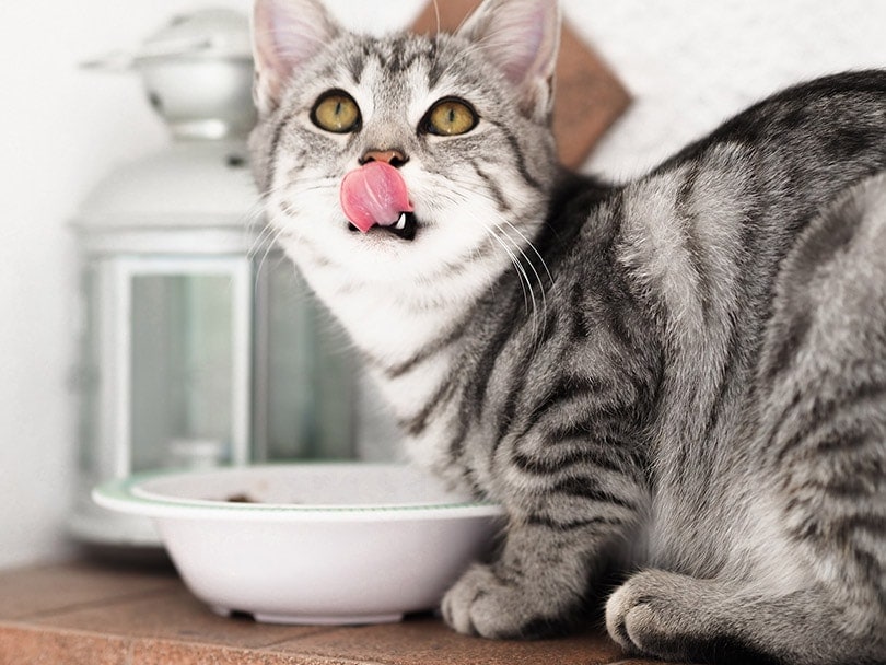 cat licking mouth while looking up