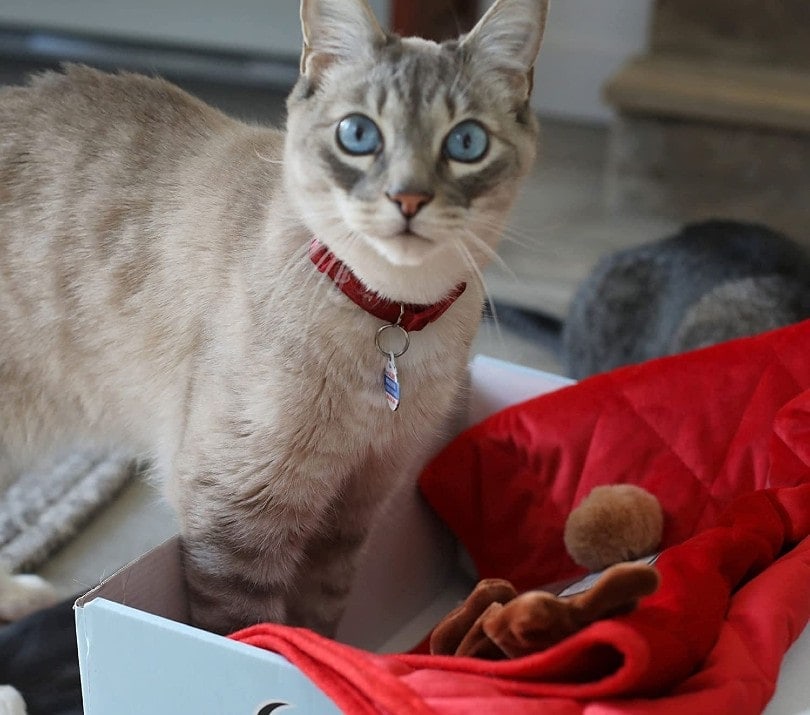 cat opening subscription box