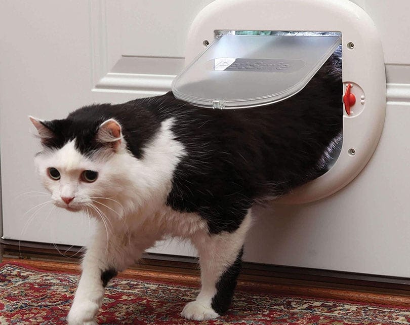 cat passing through a cat door
