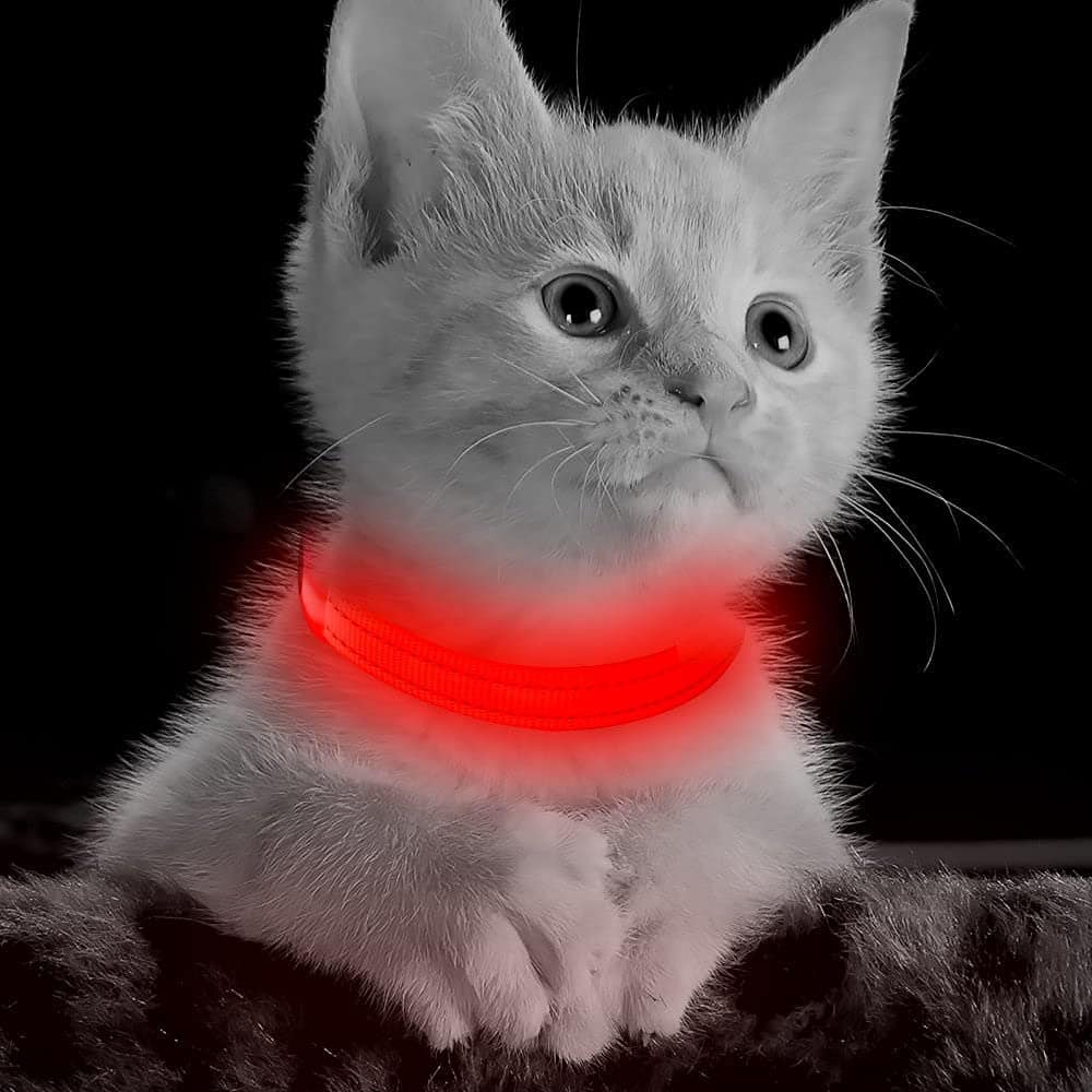 cat wearing DOMIGLOW Light Up Dog Collars