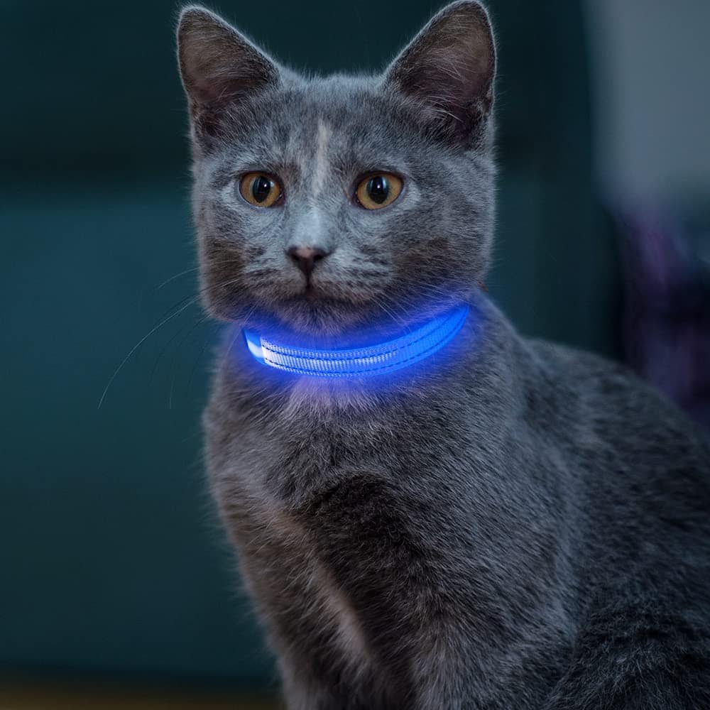 7 Best LED & Light-Up Cat Collars in 2025 – Reviews & Top Picks ...