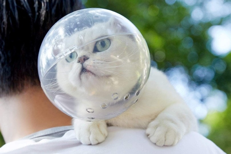 cat wearing adjustable muzzle