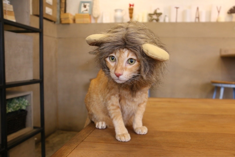 cat wearing lion head costume