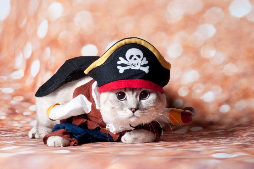 cat with costume