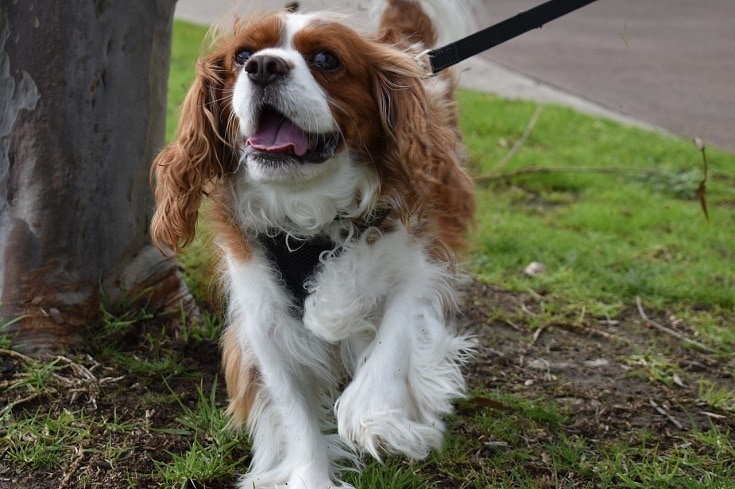 cavalier king charles spaniel