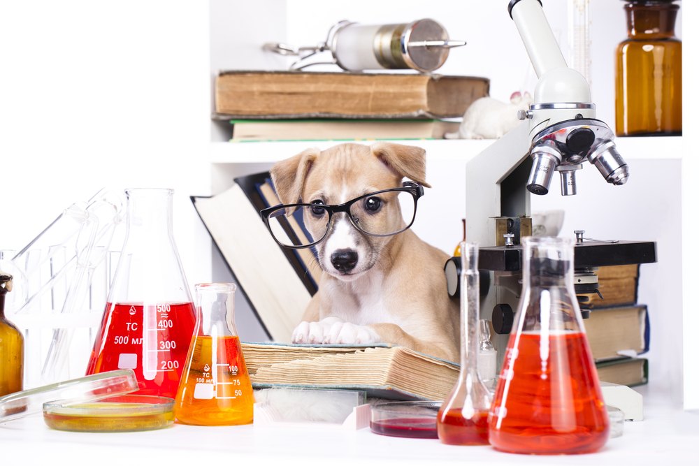 chemistry pup