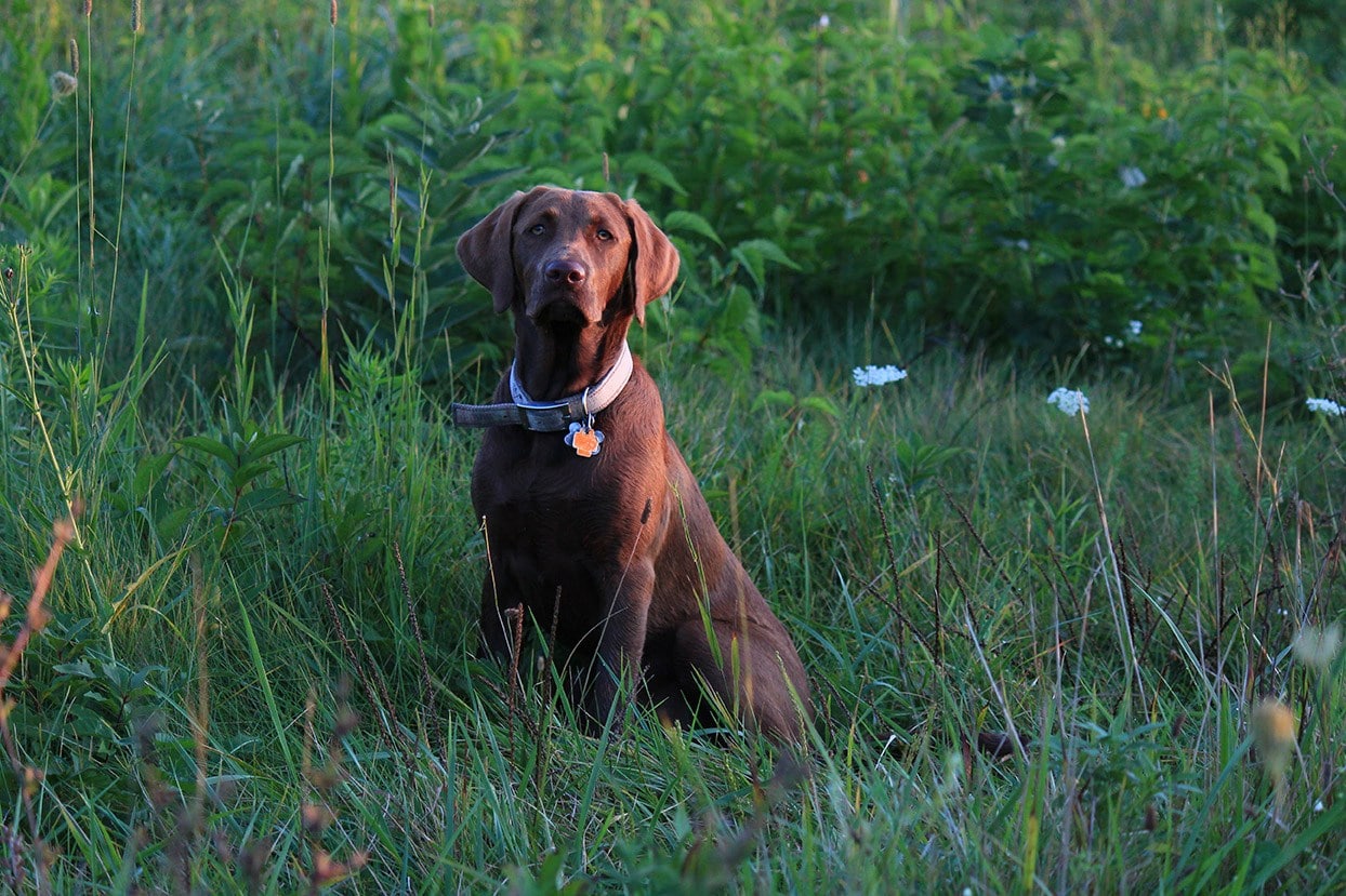 chesador sitting