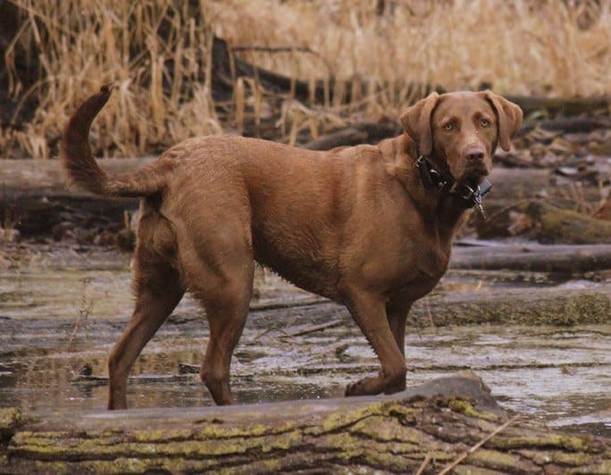 chesador standing